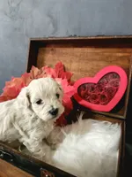 Little Sable, a female Maltese for sale in Calhoun, GA – Photo 4 of 10