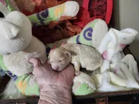 Little Sable, a female Maltese for sale in Calhoun, GA – Photo 8 of 10