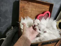 Christy, a female Maltese for sale in Calhoun, GA – 2 of 6
