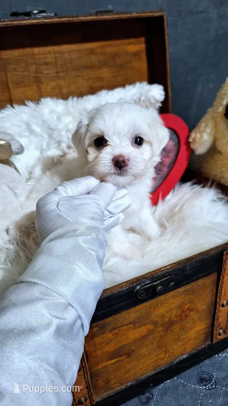 Lilly AKC – Maltese puppy for sale in Calhoun, GA