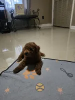 Rusty, a male Maltipoo and Maltese for sale in Calhoun, GA – 5 of 6