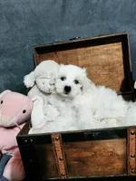 Missie, a female Maltese for sale in Calhoun, GA – 4 of 4