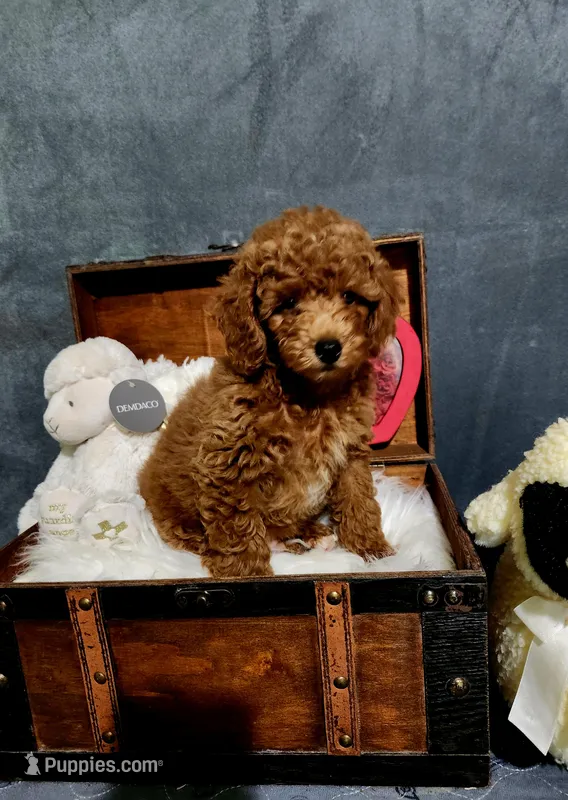 Rusty – Poodle - Toy  puppy for sale in Calhoun, GA