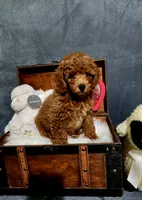 Rusty, a male Poodle - Toy  for sale in Calhoun, GA – 1 of 4