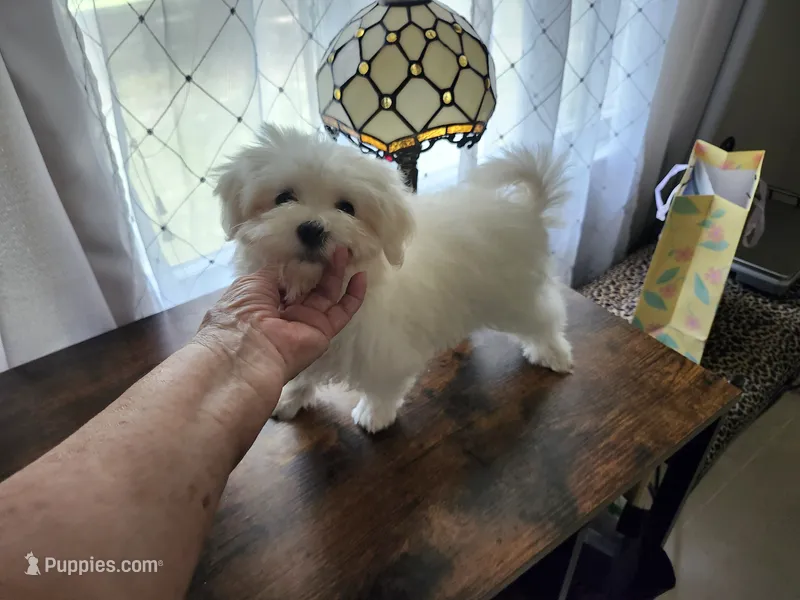 Leo – Maltese puppy for sale in Calhoun, GA