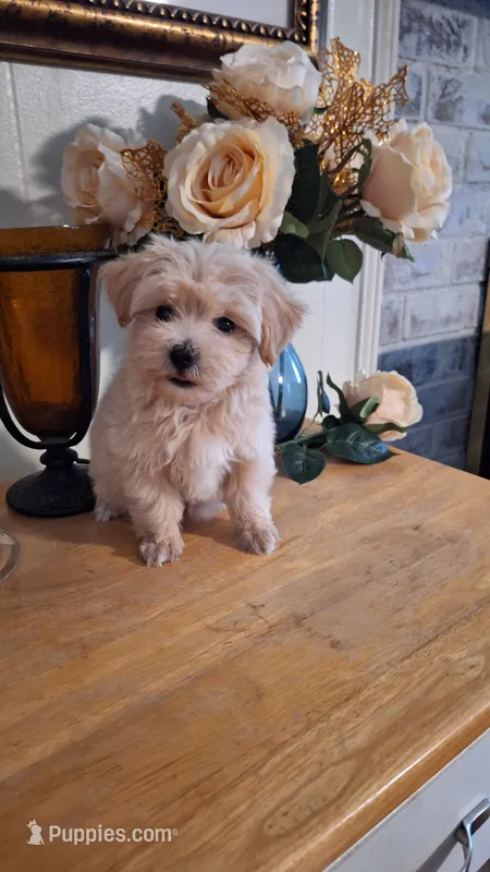 Dexter – Maltipoo, Maltese puppy for sale in Calhoun, GA