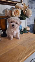 Dexter, a male Maltipoo and Maltese for sale in Calhoun, GA – 1 of 5