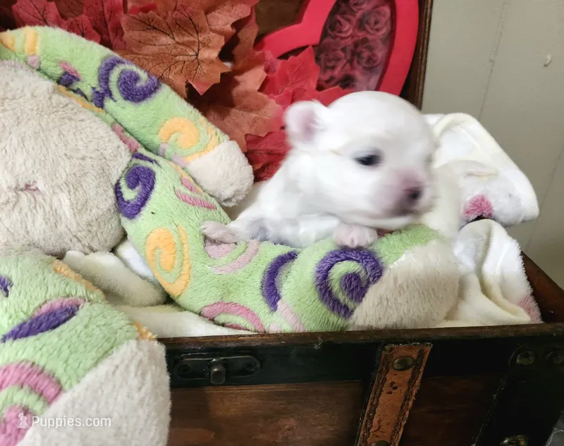 Christy – Maltese puppy for sale in Calhoun, GA