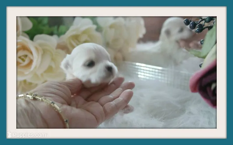 Jo Jo – Maltipoo, Maltese puppy for sale in Calhoun, GA