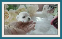 Tiny Jo Jo , a female Maltipoo and Maltese for sale in Calhoun, GA – 2 of 4