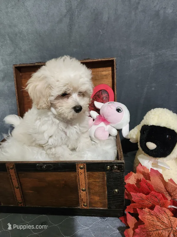 Kev – Maltese, Poodle - Miniature  puppy for sale in Calhoun, GA