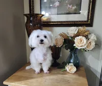 Jazz, a male Maltese for sale in Calhoun, GA – 4 of 4