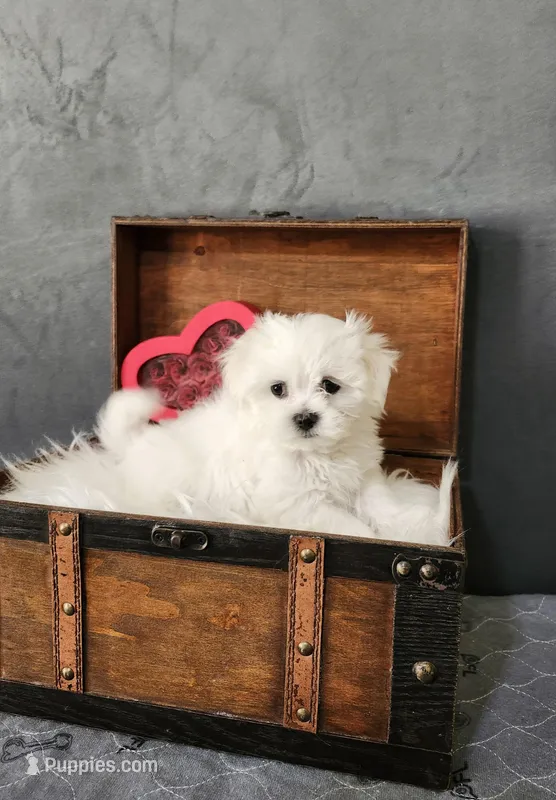 Tiny Tim  – Maltese puppy for sale in Calhoun, GA