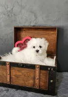 Tiny Tim , a male Maltese for sale in Calhoun, GA – Photo 4 of 5