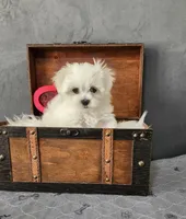 Tiny Tim , a male Maltese for sale in Calhoun, GA – Photo 3 of 5