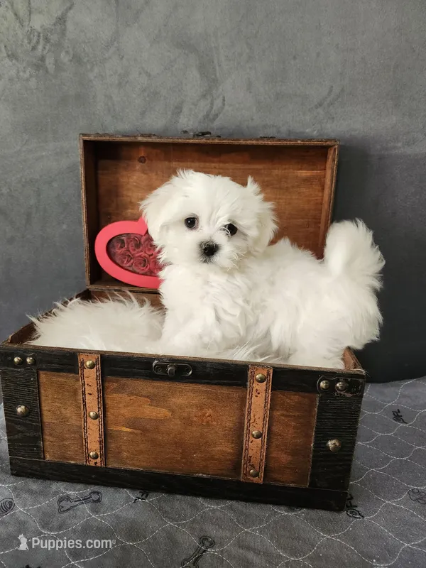 Tiny Tim  – Maltese puppy for sale in Calhoun, GA