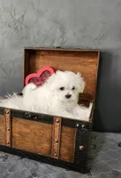 Sweetie, a female Maltese for sale in Calhoun, GA – Photo 2 of 3