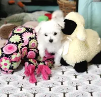 Tiny Tim , a male Maltese for sale in Calhoun, GA – Photo 5 of 5