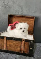 Sweetie, a female Maltese for sale in Calhoun, GA – Photo 1 of 3