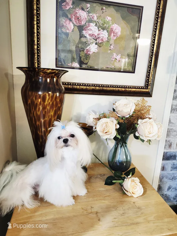 Yoko AKC – Maltese puppy for sale in Calhoun, GA