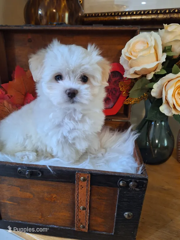 Susie – Maltese puppy for sale in Calhoun, GA