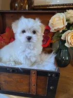 Susie, a female Maltese for sale in Calhoun, GA – 1 of 6
