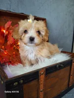 Apricot doll baby, a female Maltipoo and Maltese for sale in Calhoun, GA – Photo 2 of 10