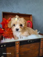 Apricot doll baby, a female Maltipoo and Maltese for sale in Calhoun, GA – Photo 6 of 10
