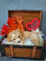 Apricot doll baby, a female Maltipoo and Maltese for sale in Calhoun, GA – Photo 9 of 10