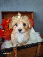 Apricot doll baby, a female Maltipoo and Maltese for sale in Calhoun, GA – Photo 1 of 10