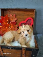 Apricot doll baby, a female Maltipoo and Maltese for sale in Calhoun, GA – Photo 8 of 10