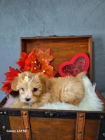 Apricot doll baby, a female Maltipoo and Maltese for sale in Calhoun, GA – Photo 5 of 10