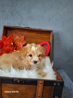 Apricot doll baby, a female Maltipoo and Maltese for sale in Calhoun, GA – Photo 10 of 10