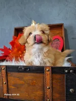 Apricot doll baby, a female Maltipoo and Maltese for sale in Calhoun, GA – Photo 4 of 10