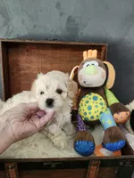 Dexter, a male Maltipoo and Maltese for sale in Calhoun, GA – 4 of 5
