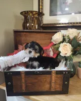 Tina, a female Yorkshire Terrier for sale in Calhoun, GA – 3 of 3