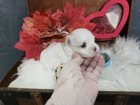 Tiny Christy, a female Maltese for sale in Calhoun, GA – 4 of 6
