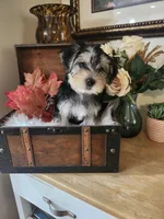 Max, a male Morkie for sale in Calhoun, GA – 1 of 3