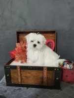 Tiny Christy, a female Maltese for sale in Calhoun, GA – 5 of 5