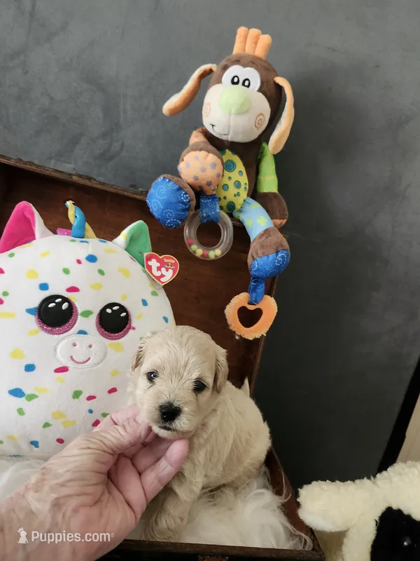 Roy Boy – Maltipoo puppy for sale in Calhoun, GA
