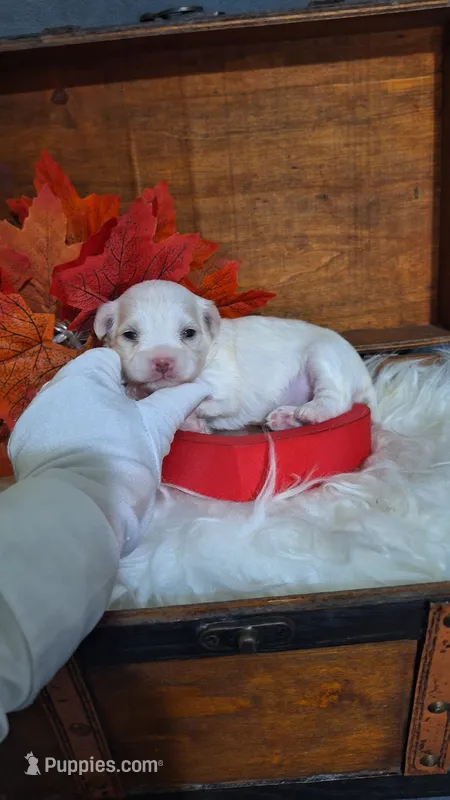 Lilly AKC – Maltese puppy for sale in Calhoun, GA