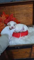Lilly AKC, a female Maltese for sale in Calhoun, GA – 1 of 4