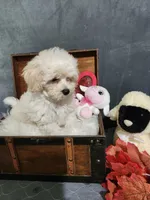 Max, a male Maltipoo for sale in Calhoun, GA – 2 of 3