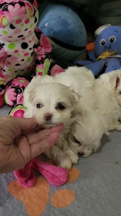 Tiny Christy, a female Maltese for sale in Calhoun, GA – 6 of 6