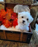 Lexie, a female Maltese for sale in Calhoun, GA – Photo 3 of 5