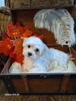 Lexie, a female Maltese for sale in Calhoun, GA – Photo 1 of 5