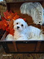 Lexie, a female Maltese for sale in Calhoun, GA – Photo 4 of 5
