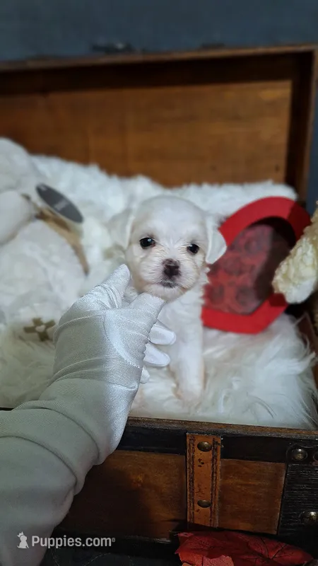 AKC Bradly – Maltese puppy for sale in Calhoun, GA