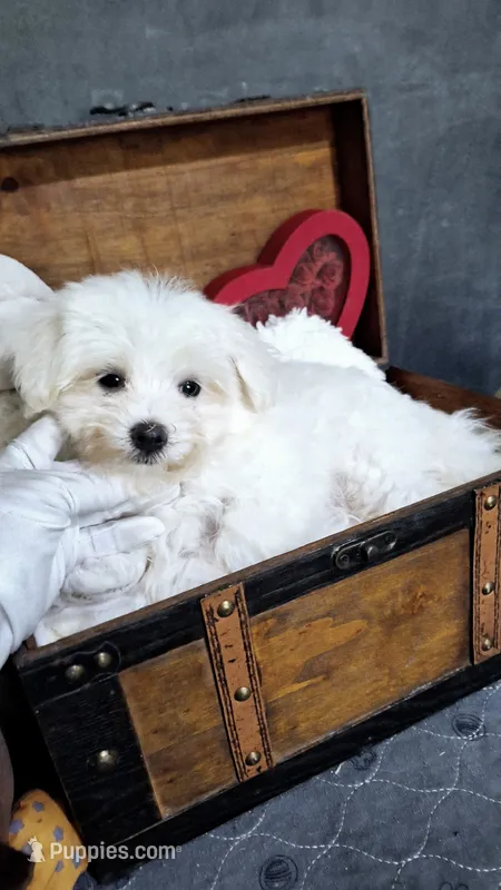 Leo – Maltese puppy for sale in Calhoun, GA