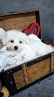Leo, a male Maltese for sale in Calhoun, GA – 1 of 4